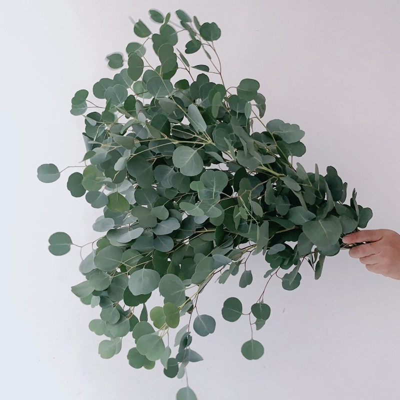 苹果叶尤加利圆叶配花鲜花云南直发花卉基地斗南花市插花水养配叶