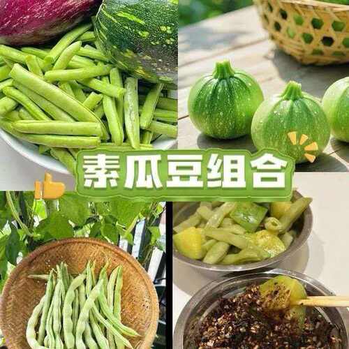 贵州露天农家自种新鲜四季豆嫩小瓜贵州素瓜豆素瓜汤当天现摘现发