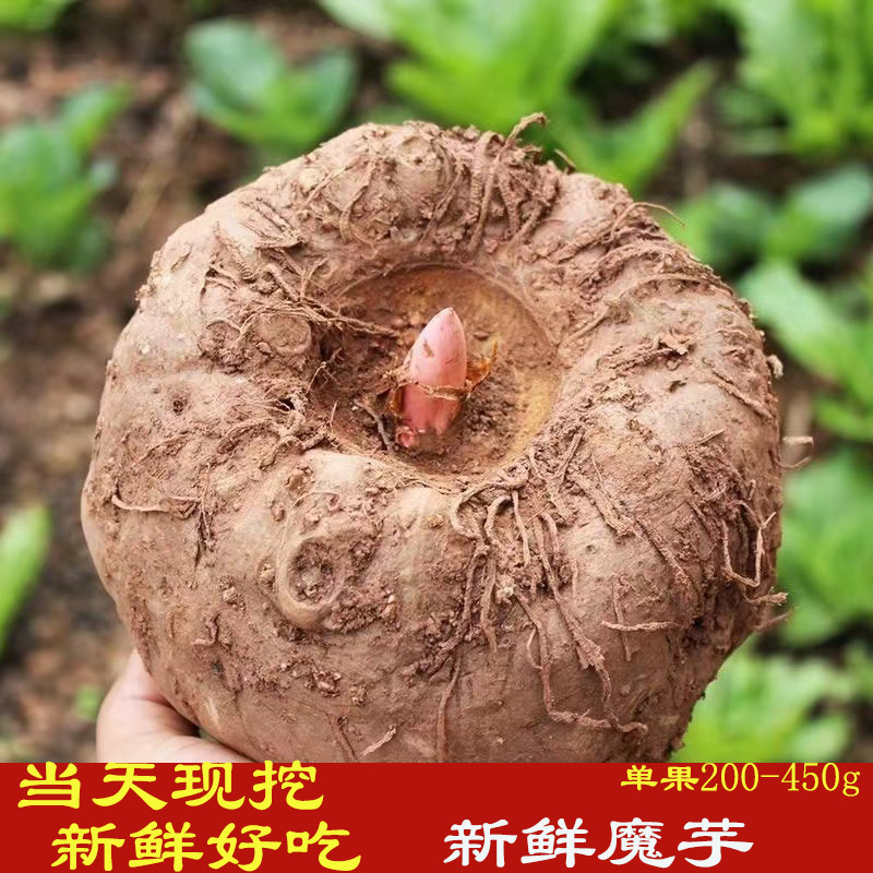 现挖高山农家魔芋新鲜魔芋大魔芋头当季魔芋豆腐原料配食用碱