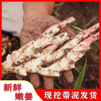 现挖仔姜新鲜蔬菜芽子