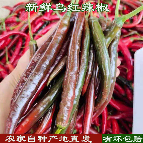 现摘新鲜乌红辣椒酱紫色辣椒剁椒酱辣椒酱泡椒烧椒酱红线椒二荆条