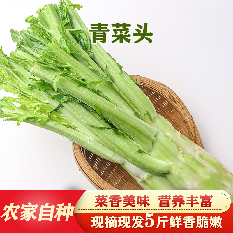 四川新鲜棒棒菜 青菜头 菜苔青菜青菜生棒菜菜头5斤包邮农家自种|msdalam kategori daging perikanan/Buah-buahan segar dan sayur-sayuran/dimasak, sayur-sayuran segar/Vegetable Products, sayur-sayuran segar, lain - dari Buy2taobao.com untuk memberikan perkhidmatan ejen Taobao profesional membeli