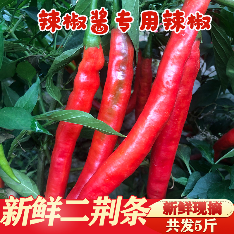 绮绮鲜红辣椒现摘现发