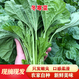 新鲜现摘冬寒菜新鲜蔬菜嫩马蹄菜东汉菜东苋菜糯米菜野菜农家自种