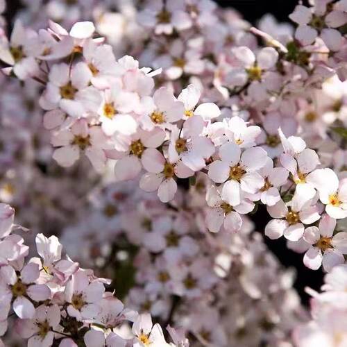 粉色雪柳喷雪花盆栽花卉阳台庭院楼顶植物耐寒耐热花园花灌木花苗