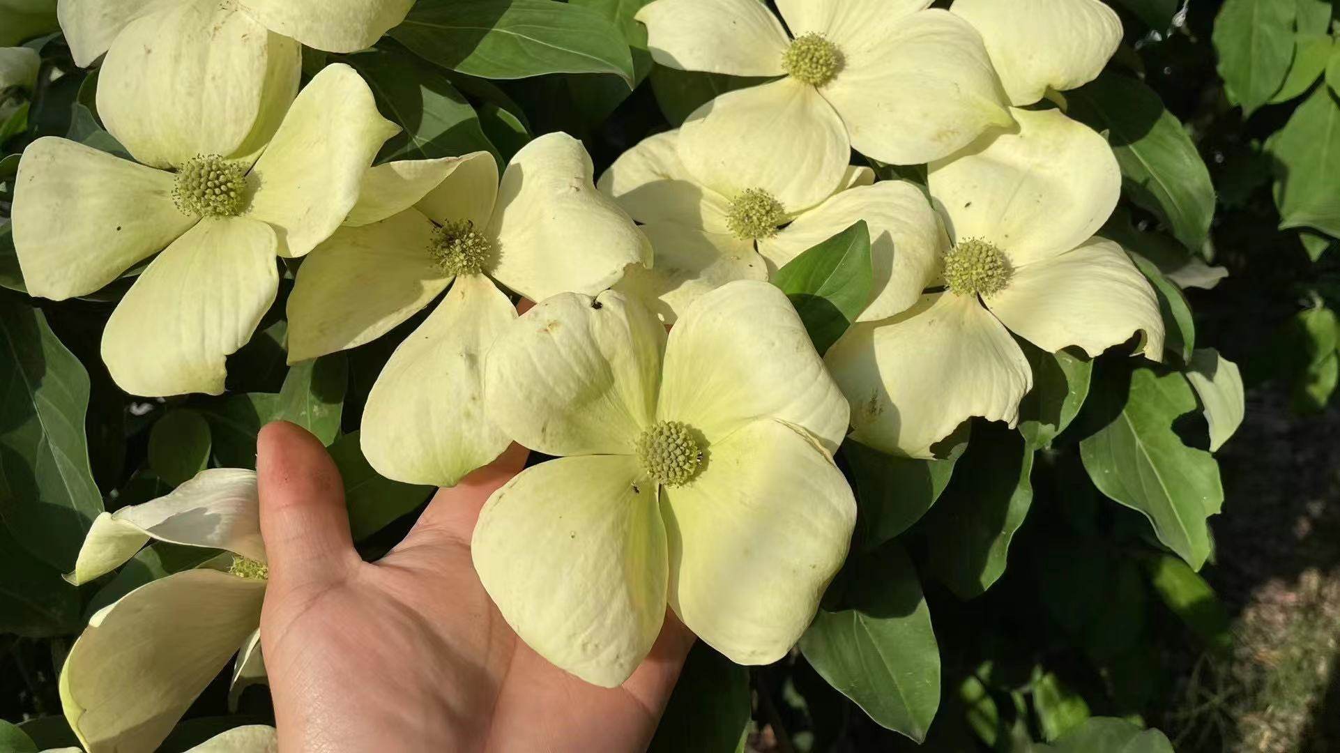 头状四照花山荔枝树可食用阳台庭院观花耐阴耐寒白花小乔木盆栽苗
