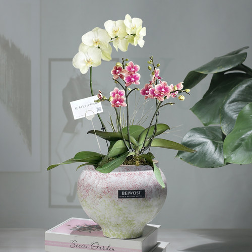 兰花蝴蝶兰专用花盆陶土艺术渐变