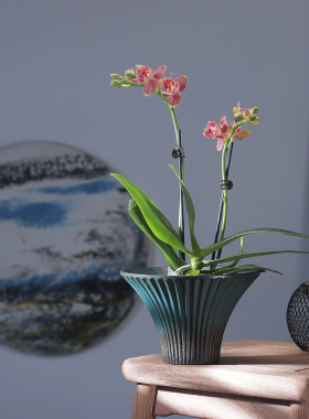 兰花蝴蝶兰专用套盆简约创意陶瓷花盆绿色圆形透气现代简约竖纹