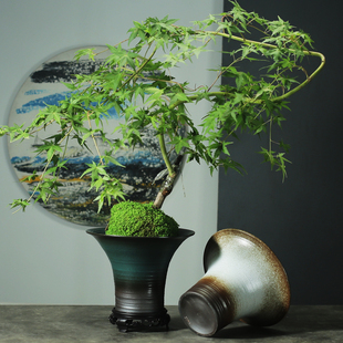 流泉枫专用水培花盆陶瓷苔藓球透气客厅大号阳台喇叭圆形花器绿植