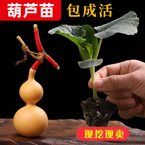盆栽文玩手捻小葫芦苗秧