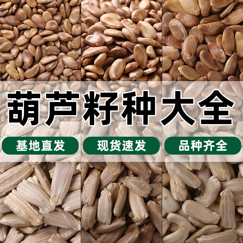 天然葫芦种子手捻包浆葫芦籽种盆栽室内阳台种植特大巨型葫芦籽种