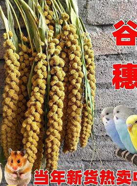 鸟鹦鹉零食芦丁鸡饲料黄谷穗仓鼠粮食小米穗笼造景黄谷子摄影杂粮