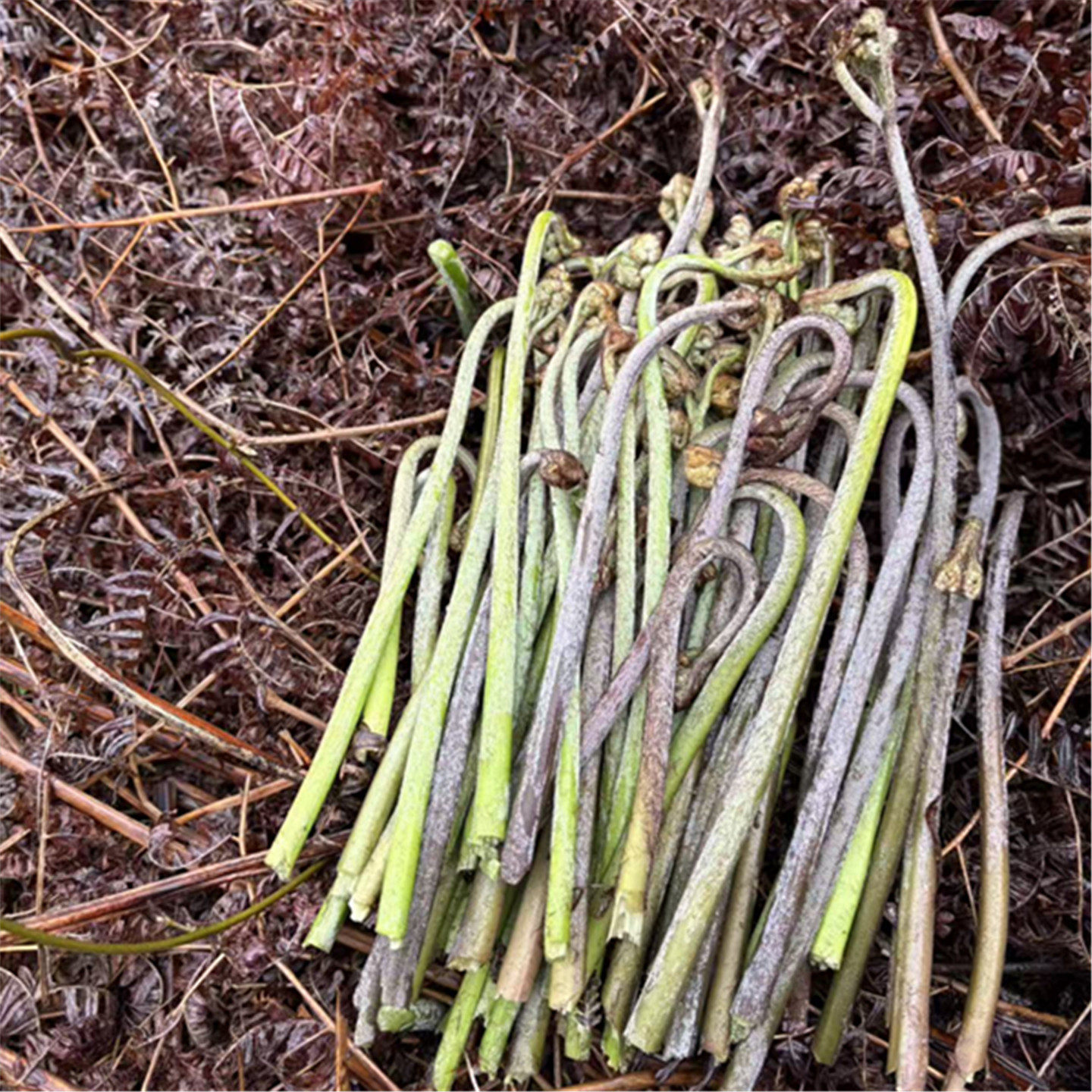 蕨菜新鲜野生贵州野生甜蕨龙爪菜应季蔬菜拳头蕨苔现摘黔东南山蕨