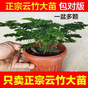 唐山矮生矮化正宗云竹老桩盆w景办公室内外桌面微景观净化空气绿