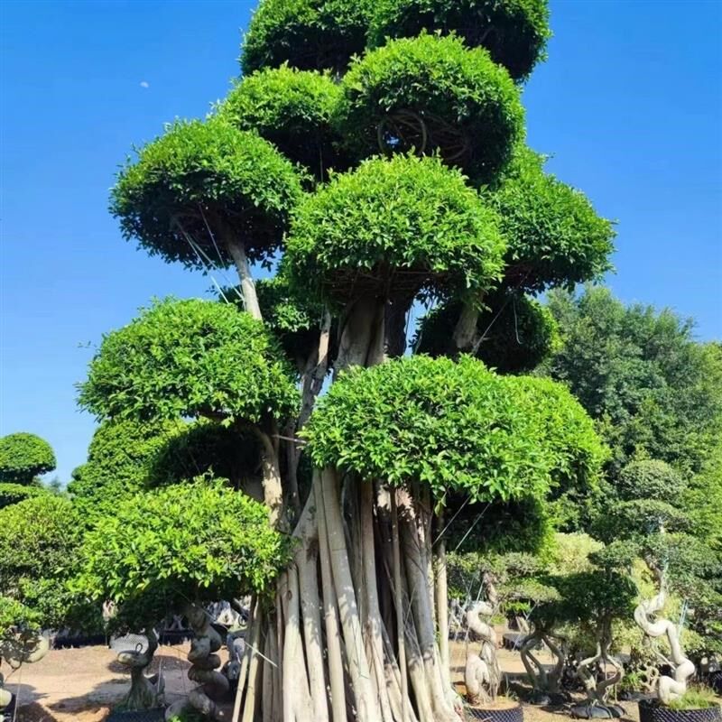 风景树小叶榕树四季绿生命力强长室外别墅绿化树苗木遮阳行道园林
