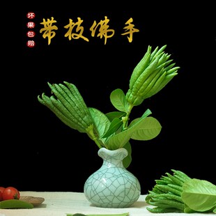 佛手鲜果佛手柑金华佛手果观赏把玩清供佛手大果超大果新鲜佛手瓜