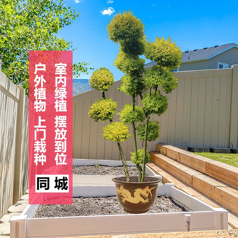 大型柠檬之光室外造型绿植 高2.5米金叶女M贞庭院园林绿化植物盆