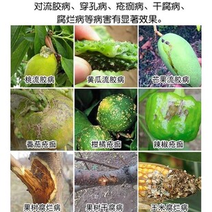 流胶病一喷净柑橘桃树李子树杏树黄瓜花椒树梨树果树流胶病用药