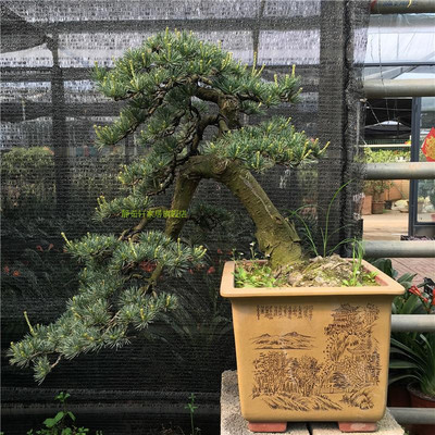 五针松盆景 大阪松树桩 金针大板F松盆景树桩花卉微型掌上盆景