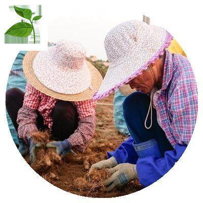 甜湛江参薯薯公薯薯5斤薯粉薯贡山药茂名猪仔番广东薯田新鲜毛翻