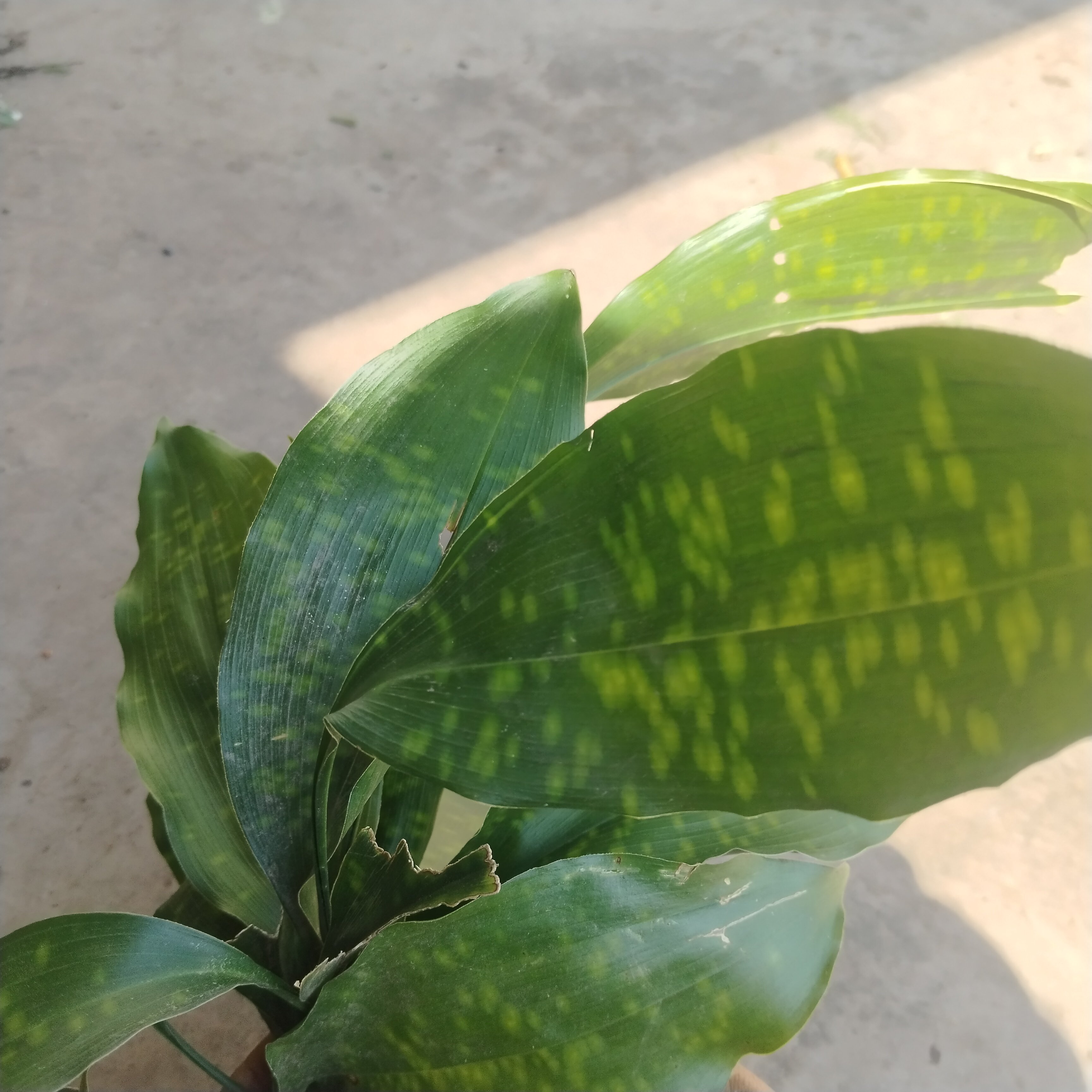 云南粽叶苗食用粽子叶花粽叶一叶兰庭院种植盆图片