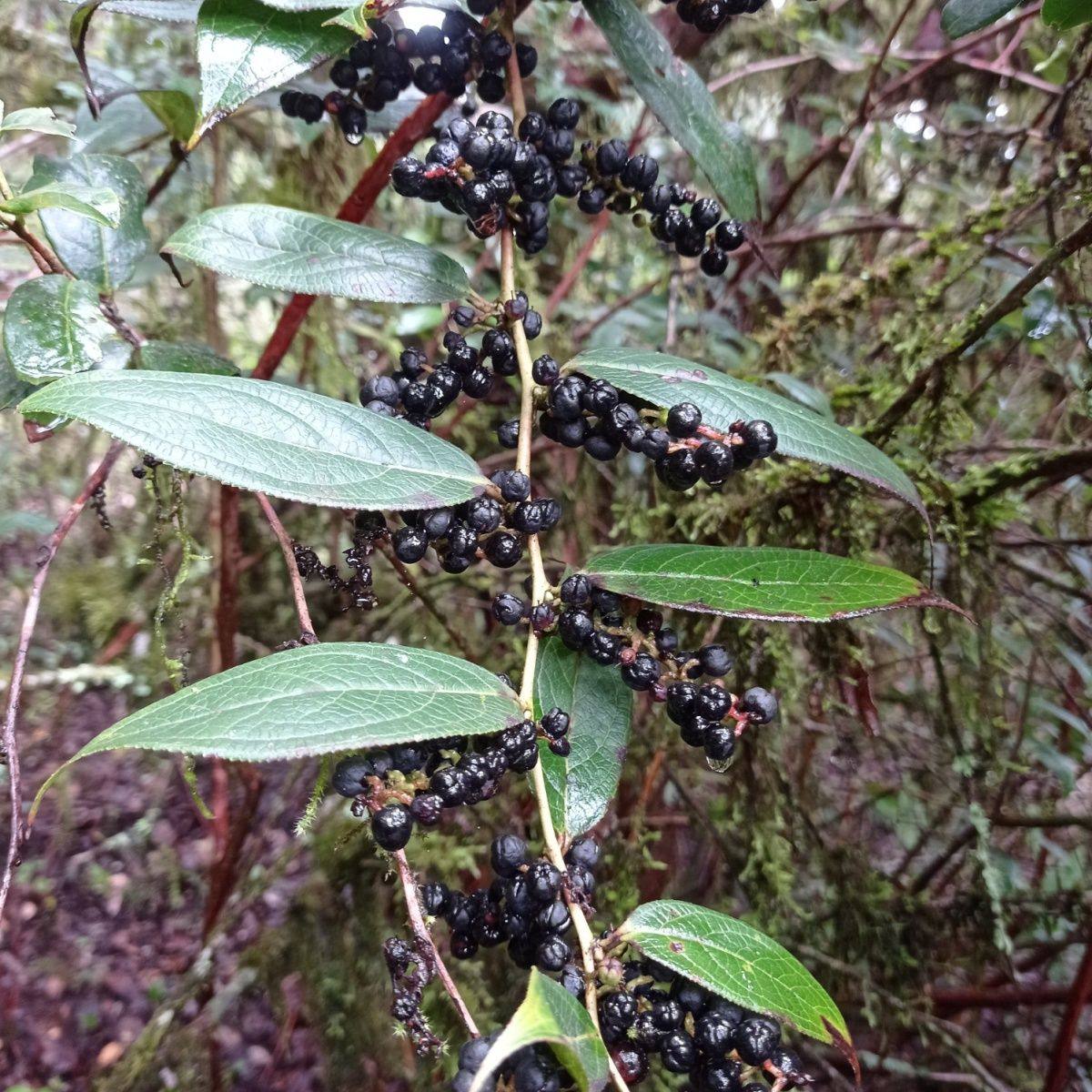 云南透骨香中药材滇白珠透骨草干货满山香搜山虎泡土叶泡脚煮鸡