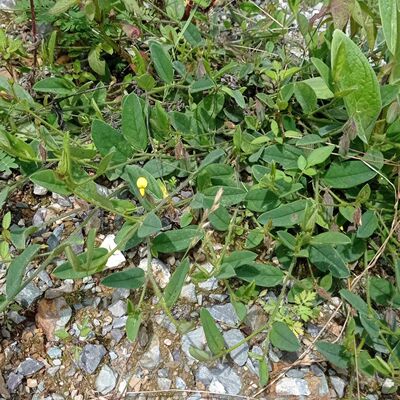 响铃草野花生马铃草马响铃夏枯草新鲜肾气草野豌豆铃子草非种植