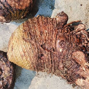 芭蕉云南深山芭蕉根芭蕉头芭蕉树根芭蕉树头红芭蕉根包邮新鲜