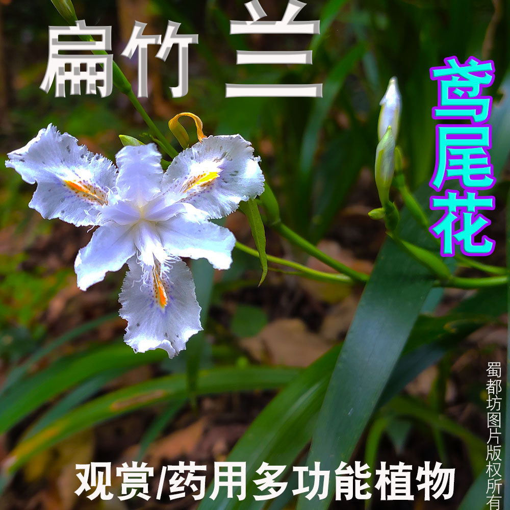 野扁竹兰蝴蝶花苗鸢尾花苗豆鼓叶铁扁担中药材扁竹根现挖现发