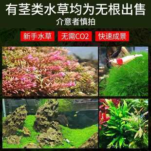 新款直销鱼缸水草活造景绿菊阴性蜈蚣水草后景中景新手水草水下叶