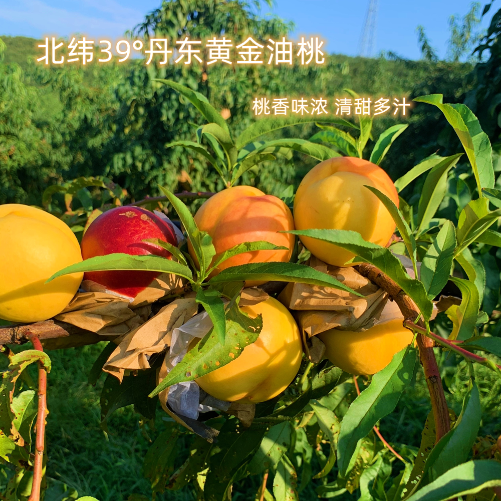 北纬39°丹东黄金油桃 桃香气浓 清甜多汁 适合放软些吃 只售一周