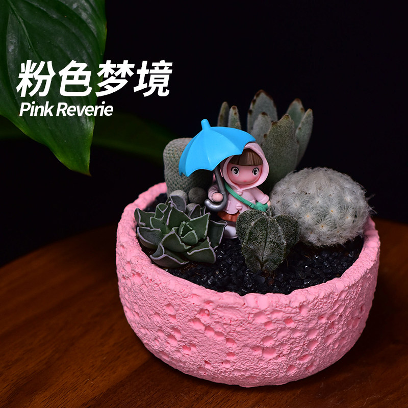 【刺头玩家-粉色梦境】仙人球组多肉植物