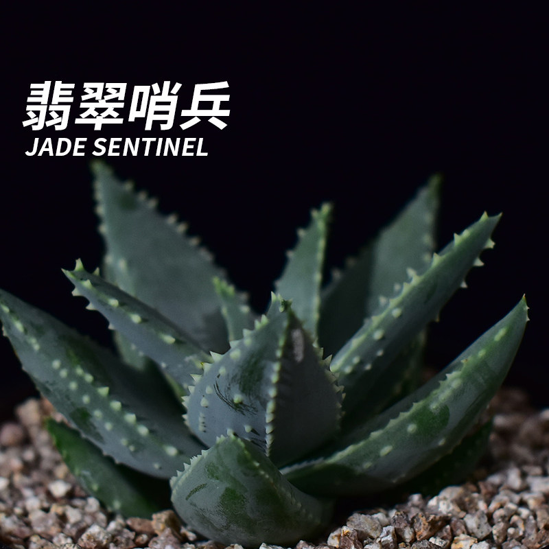 【刺头玩家】翡翠哨兵-皮尔兰斯多肉植物