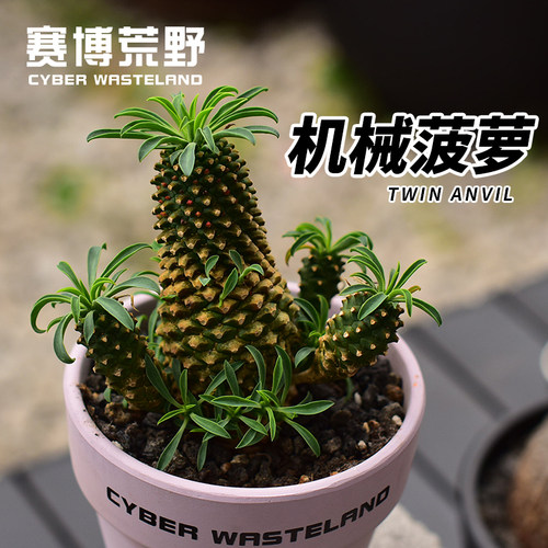 【赛博荒野】机械菠萝-铁甲麒麟趣味稀有桌面植物｜成品带盆栽好