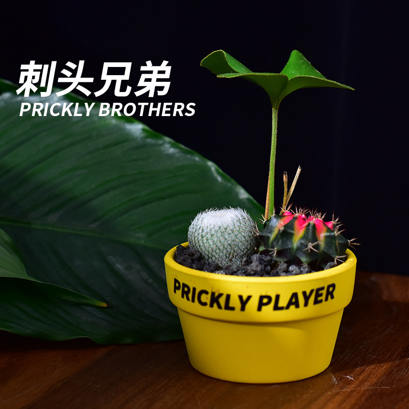 【刺头玩家-刺头兄弟】仙人掌组多肉植物
