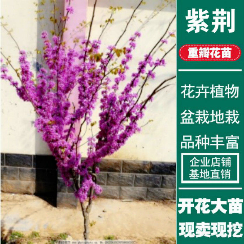 紫荆花苗庭院耐寒室外花卉植物南方北方别墅花园绿化苗木紫荆树苗|ruв категории доставка цветов/цветок моделирования/растения садоводства, садовое растение/даосское дерево/фруктовых деревьев, видовой лист/цветочный куст - от Buy2taobao.com для оказания профессиональной услуги покупки агента Taobao