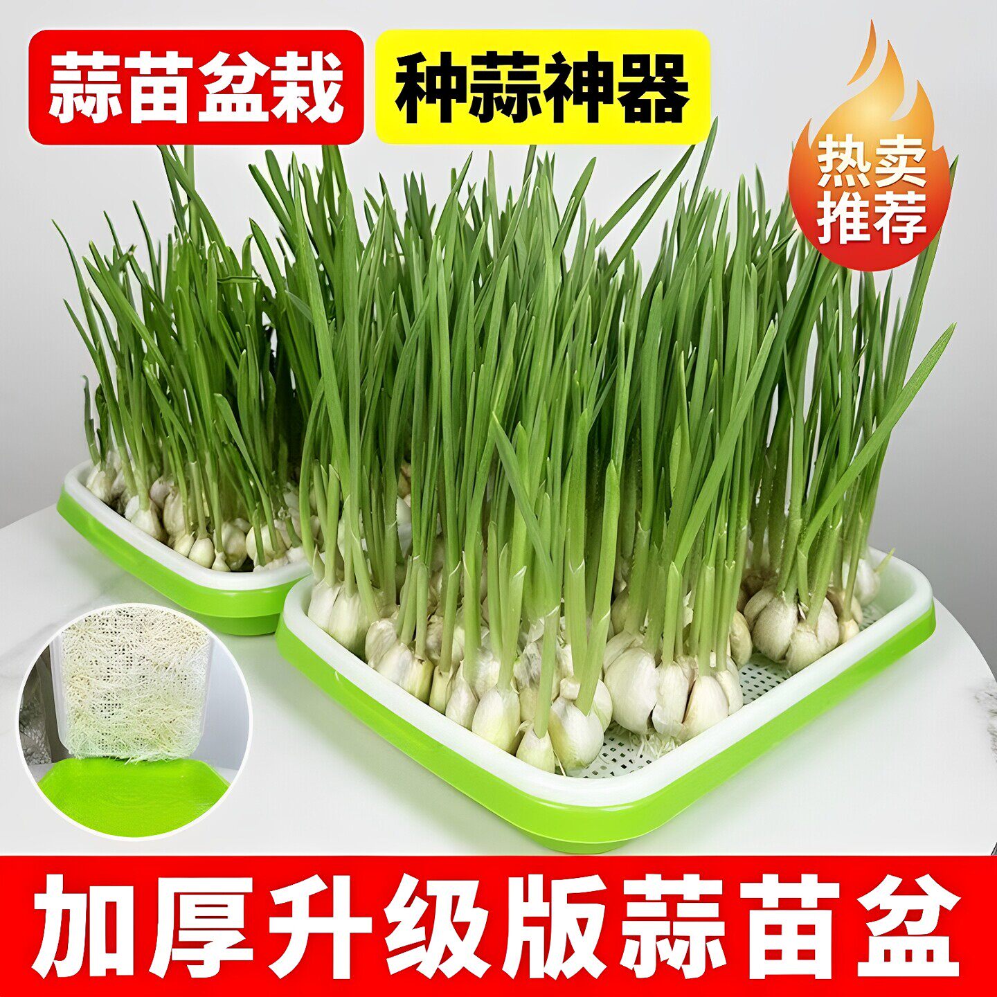 水培蒜苗种植盆种蒜神器室内种菜豆芽盘豌豆苗种植盘芽苗菜育苗盘