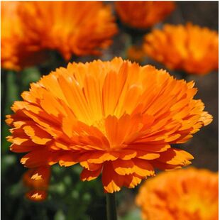 金盏菊种子金盏花长生菊多年四季易种花海易种盆栽耐寒耐阴热销