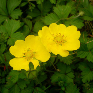 委陵菜种子蛤蟆草多年生耐阴地被花卉耐寒四季易种活园艺庭院热销