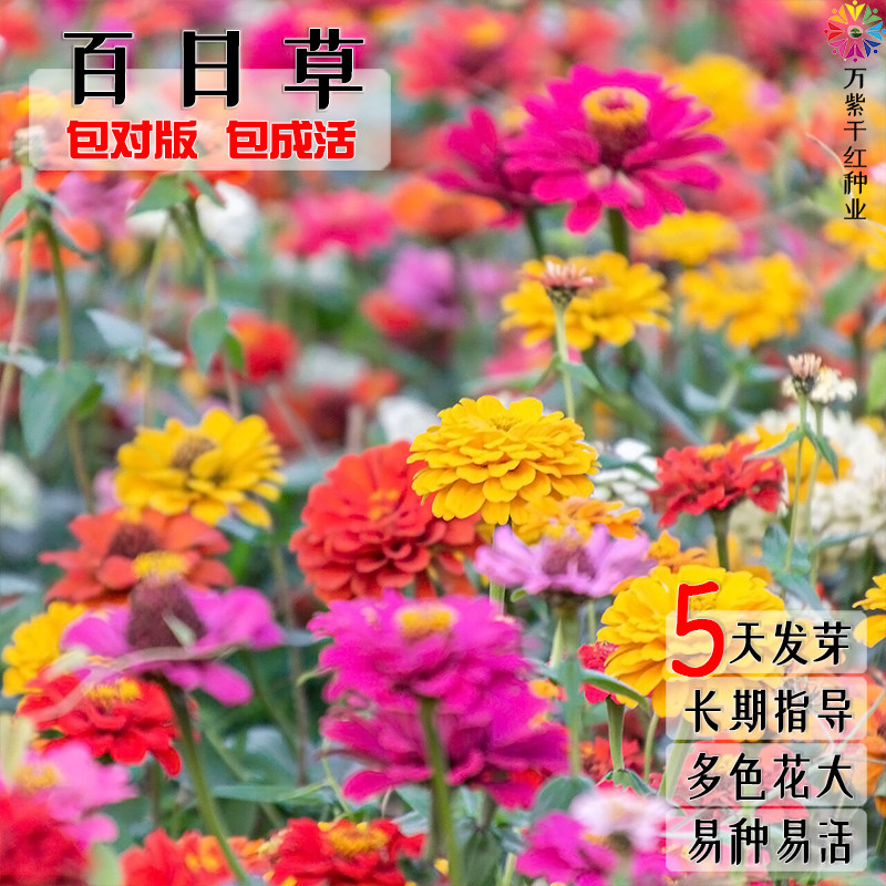 百日草种子花籽易活波斯菊四季开花室外园林太阳花海热销多色花种