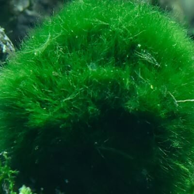 包邮绿藻球水晶虾缸水草热带鱼缸草缸绿毛球藻类植物养虾裸缸水草