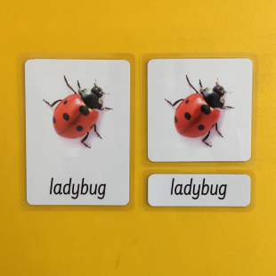 英语早期启蒙训练蒙氏语言区三段卡教具单词闪卡昆虫insect抽认卡