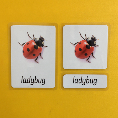 蒙氏教育教具语言区昆虫三段卡片