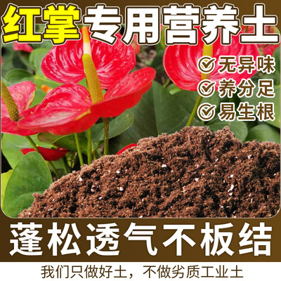 红掌适用泥炭土腐殖土蓬松多孔根壮苗好室内盆栽土园土绿叶酸性土