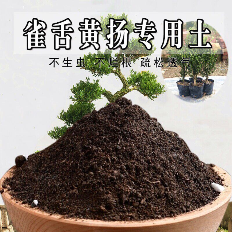 雀舌黄杨专用土珍珠黄杨土盆栽盆景土酸性沙质土壤绿植种植土肥料