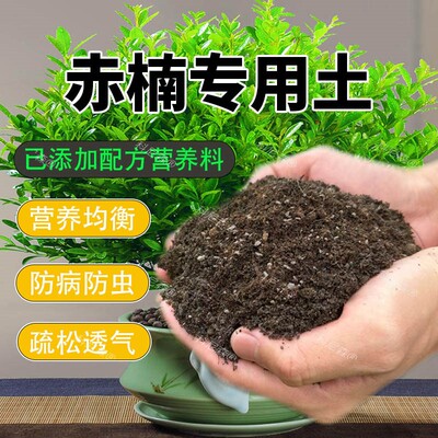 赤楠专用土盆栽种植土小叶赤楠营养土酸性土通用绿植营养土花肥料