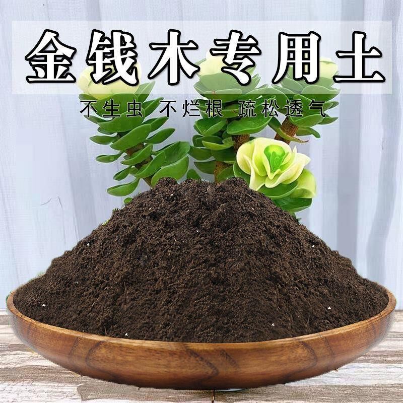 金钱木专用土金钱木土盆栽营养土通用种花养花泥土壤种植土有机肥