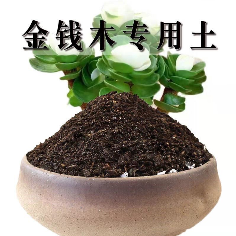 金钱木专用土金钱木土盆栽有机土肥料种花泥土营养土种植土壤养花