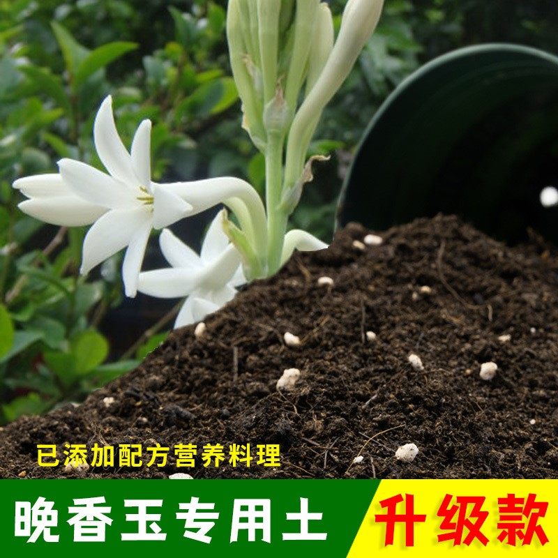 晚香玉专用土晚香玉营养土有机土肥料家用种植土盆栽种花养花泥土