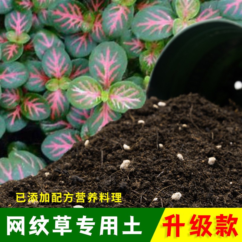 网纹草专用土网纹草营养土有机土肥料家用种植土盆栽种花养花泥土